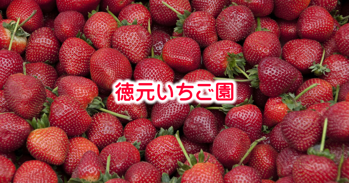 徳元いちご園公式ホームページ | 沖縄県宜野座村のいちご狩り農園